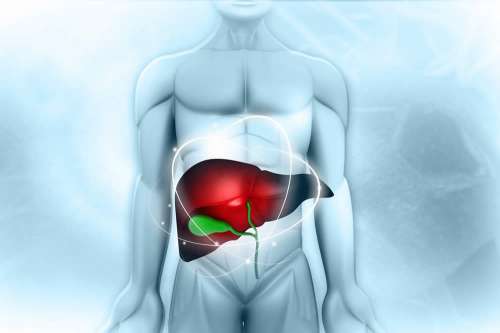 In questo articolo parliamo del Glicogeno, delle sue Funzioni nell'Organismo e della Regolazione della Glicemia. Esistono Alimenti Ricchi di Glicogeno? Come Aumentare le sue Scorte nell'Organismo