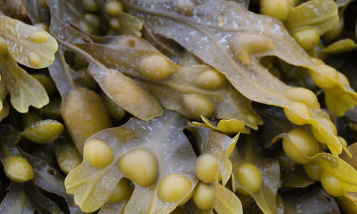Fucus