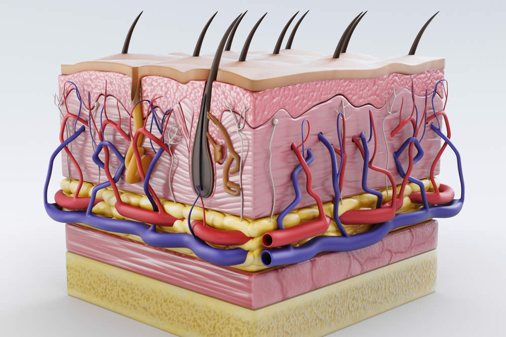 Epidermide