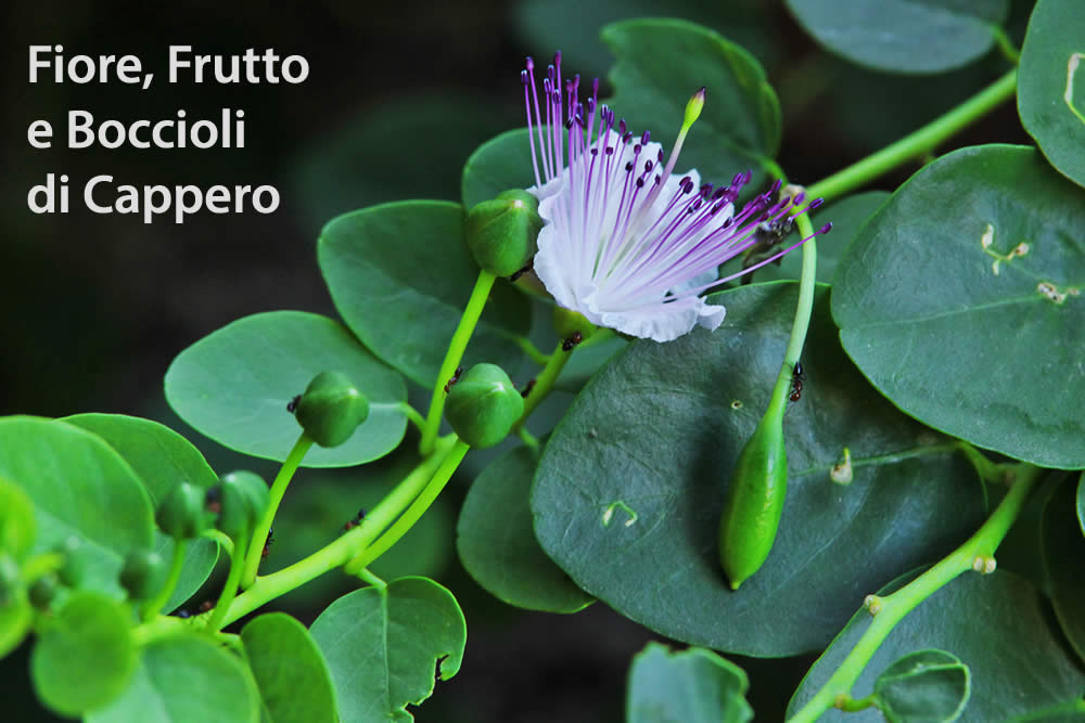 Cappero Pianta Frutti Fiori Boccioli