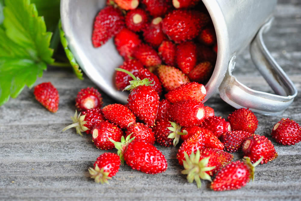 Fragole di Bosco