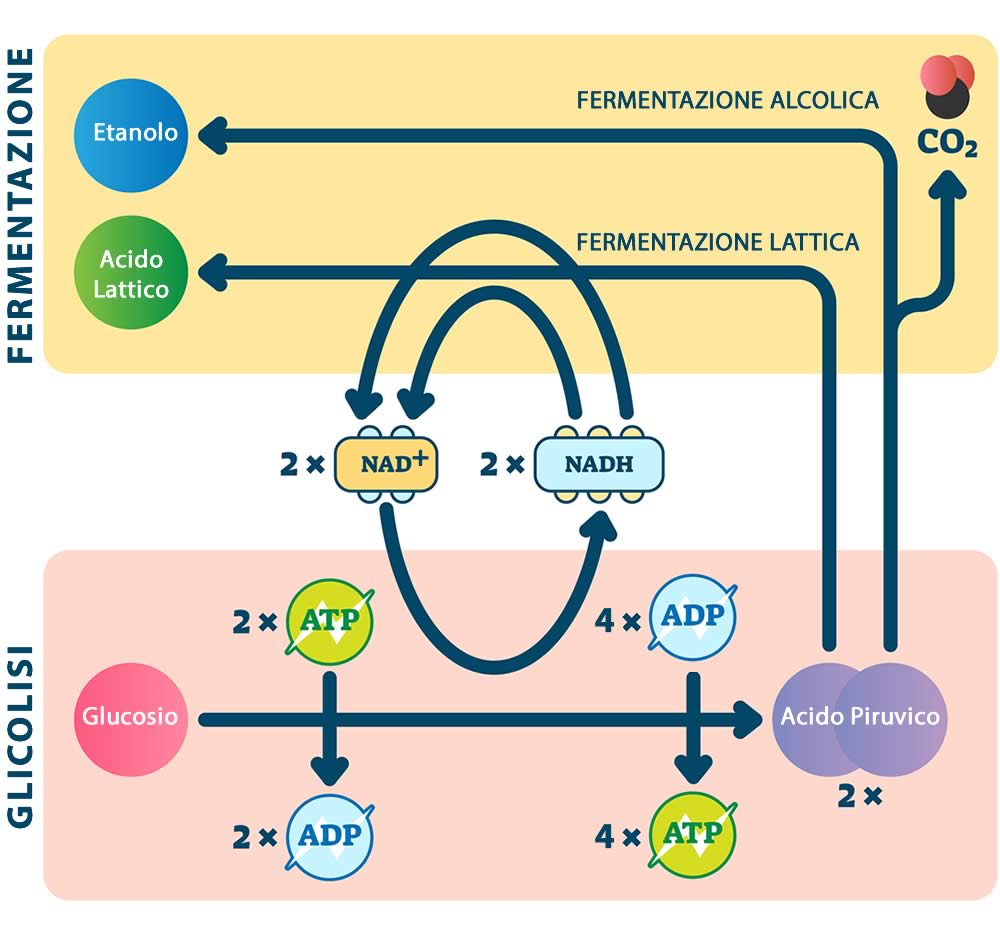 Glicolisi e Fermentazione