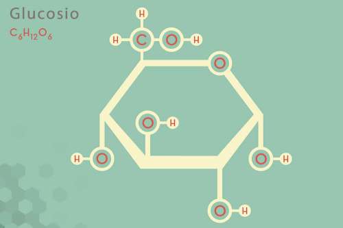 In questo Articolo parliamo del Glucosio, concentrandoci sul suo Metabolismo e Spiegando come l'Organismo lo trasforma in energia attraverso la Glicolisi, il Ciclo di Krebs e la Catena di Trasporto degli Elettroni. Fonti alimentari di Glucosio e Glicemia