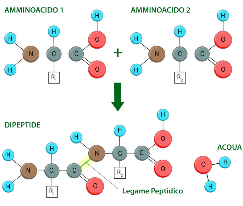 legame peptidico