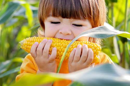 In questo articolo parliamo del Mais, della sua Storia, degli Usi in Cucina e delle altre destinazioni d'uso. Analisi delle Proprietà Nutrizionale del Mais e Ripercussioni sulla Salute