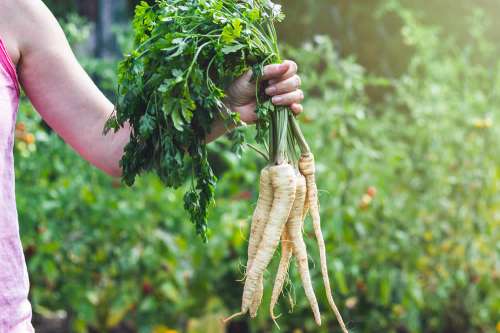 In questo articolo parliamo della Pastinaca, delle sue Proprietà Nutrizionali e dei Potenziali Benefici per la Salute. Sapore, Analisi Nutrizionale e Usi in Cucina