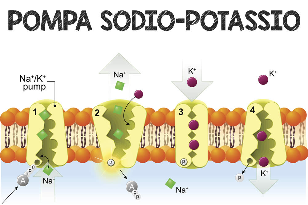 Pompa Sodio Potassio