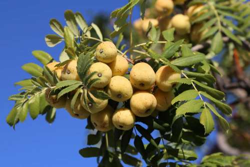 In questo articolo parliamo del Sorbo e dei suoi Frutti, del loro sapore, degli usi in Cucina e dei Potenziali Benefici per la Salute come Alimento Antiossidante e Antinfiammatorio