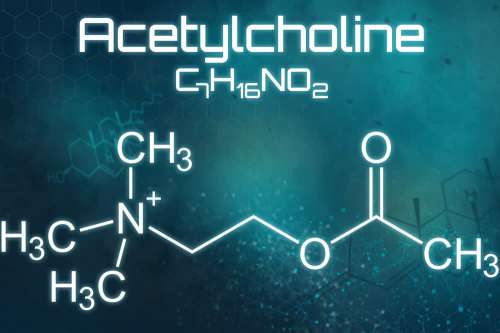 In questo articolo parliamo dell'Acetilcolina, delle sue Funzioni nell'Organismo, delle sue Proprietà e dei potenziali Benefici per la Memorie a la Concentrazione. Con Evidenze Scientifiche sull'efficacia degli Integratori che ne Aumentano i livelli