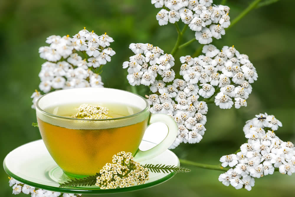 Achillea