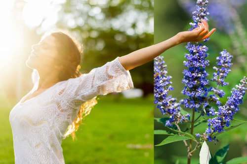 In questo articolo parliamo dell'agnocasto e dei suoi Benefici per la Salute Femminile. Con Studi e Considerazioni sui potenziali Benefici in Menopausa e Contro la Sindrome Premestruale. Modo d'Uso Corretto e Possibili Effetti Collaterali