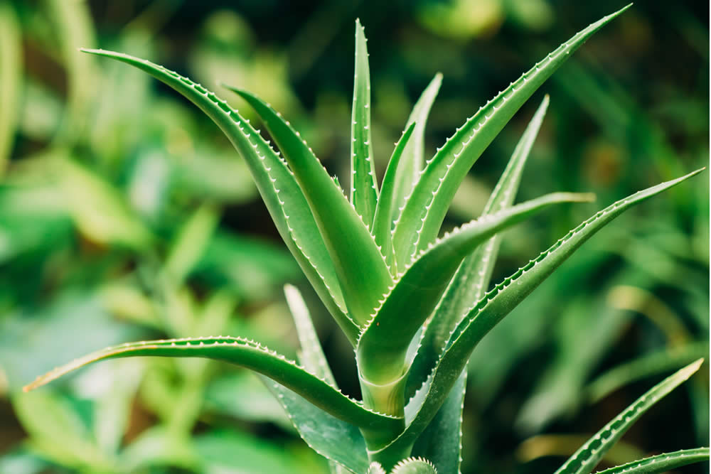 Aloe Arborescens