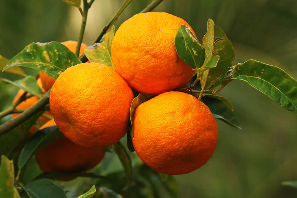 Arancio Amaro