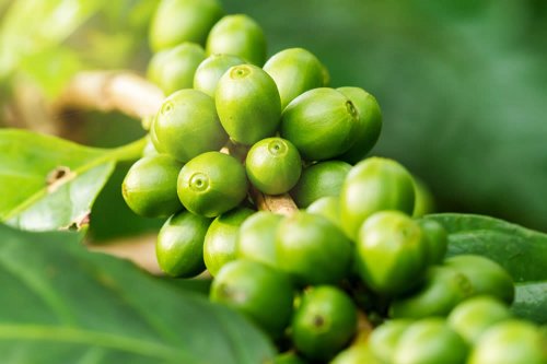 In questo articolo parliamo del Caffè Verde, delle sue Proprietà e dei potenziali Benefici sul Dimagrimento e sulla Salute Cardiovascolare. Con Evidenze Scientifiche, Dosi, Modo d'Uso e Controindicazioni