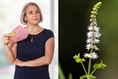 In questo articolo parliamo della Cimicifuga, delle sue Funzioni e Proprietà. Con Studi e Considerazioni sui potenziali Benefici della Cimicifuga in Menopausa, sul Modo d'Uso Corretto e sui Possibili Effetti Collaterali