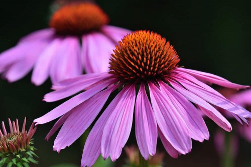 In questo articolo analizziamo le Proprietà e i Benefici dell'Echinacea, valutandone l'Efficacia nel Prevenire e Combattere Raffreddore e Influenza. Con consigli e informazioni su Modo d'Uso, Possibili Effetti Collaterali e Controindicazioni