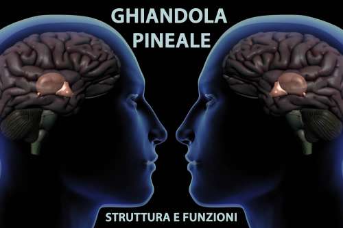 In questo articolo Parliamo della Ghiandola Pineale o Epifisi, descrivendone Struttura e Funzioni. Con Considerazioni sulla Sintesi di Melatonina, sull'Importanza di Questo Ormone e sulle Conseguenze della Calcificazione della Ghiandola Pineale con l'Età