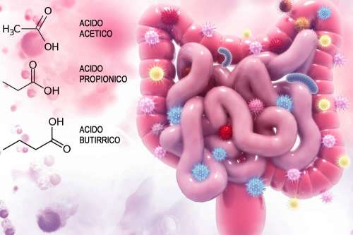 In questo articolo analizziamo le interessanti proprietà degli Acidi Grassi a Corta
Catena (SCFA). Effetti e Benefici su Glicemia, Peso Corporeo, Colesterolo e Salute dell'Intestino. Studi, Effetti Collaterali e Consigli per un uso corretto