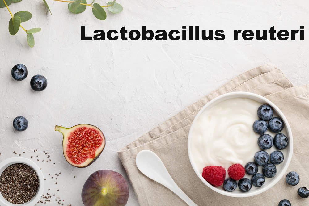 Lactobacillus reuteri