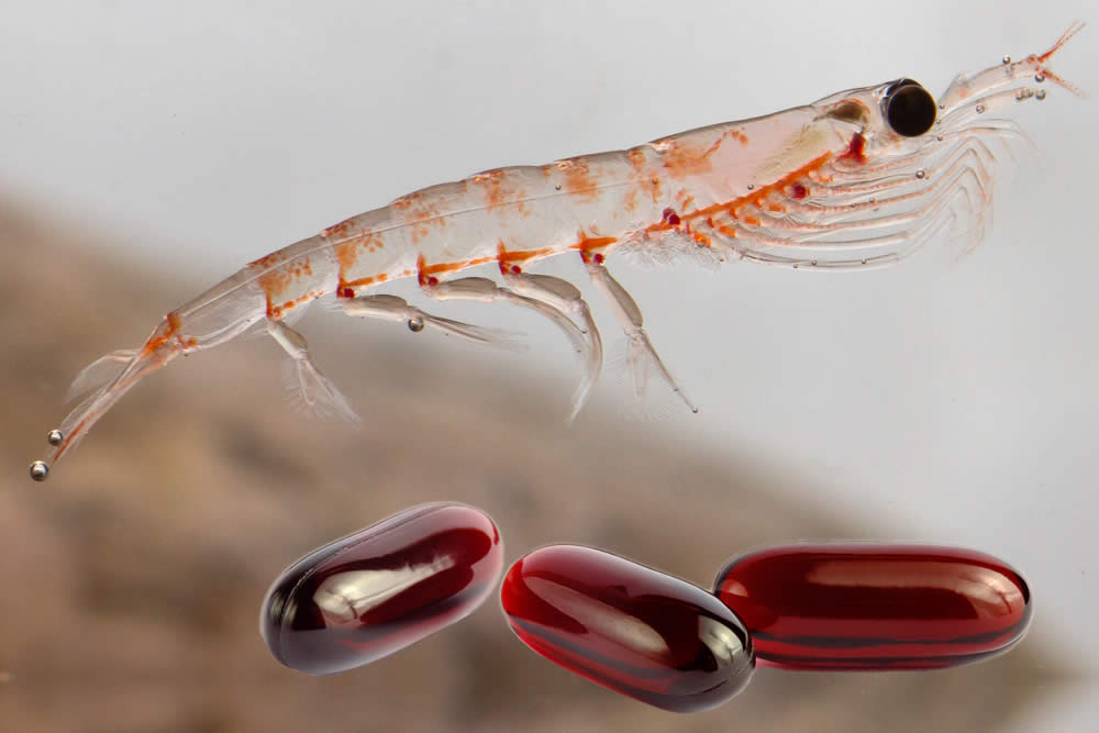 Olio di Krill