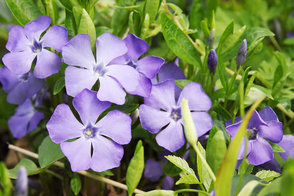 Pervinca