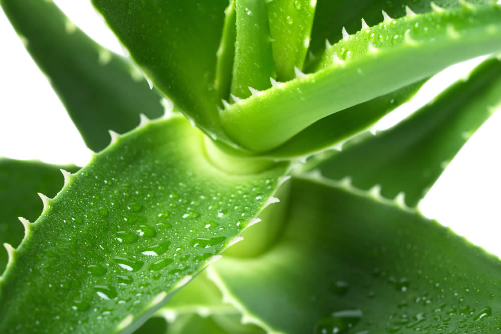 Aloe Vera: Proprietà, Principi Attivi, Uso e Benefici. Fa Male?