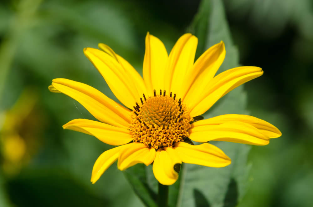 Arnica: A Cosa Serve? Proprietà, Benefici, Dosi e Modo d'Uso. Fa Male?