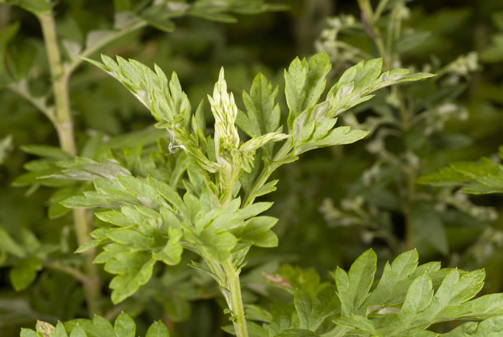 Artemisia: Proprietà, Principi Attivi, Uso e Benefici. Fa Male?