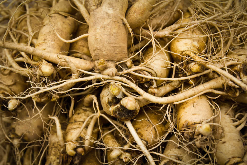 Ginseng: Proprietà, Principi Attivi, Uso e Benefici. Fa Male?