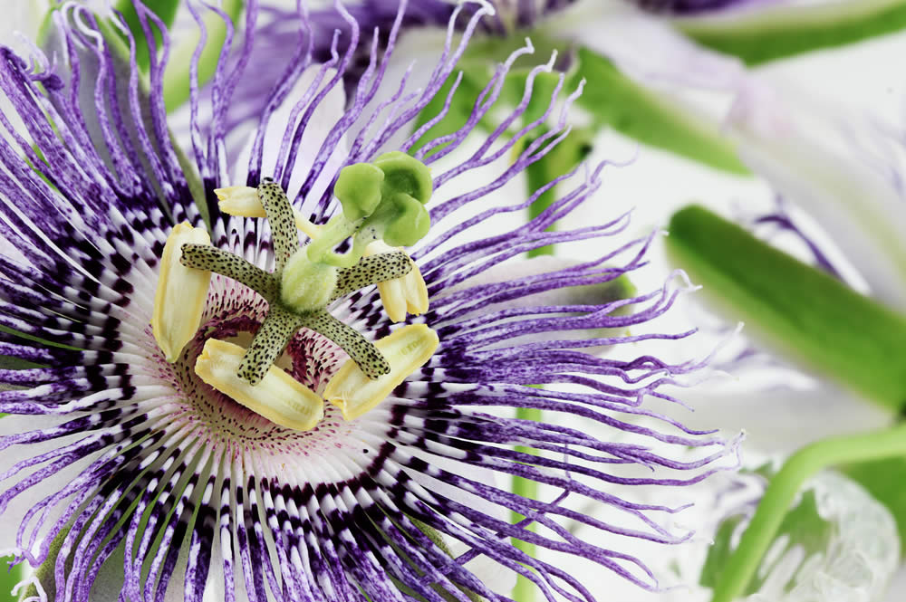 Passiflora e Salute: Fa Bene? Tutte le Proprietà e Modo d'Uso. Fa Male?