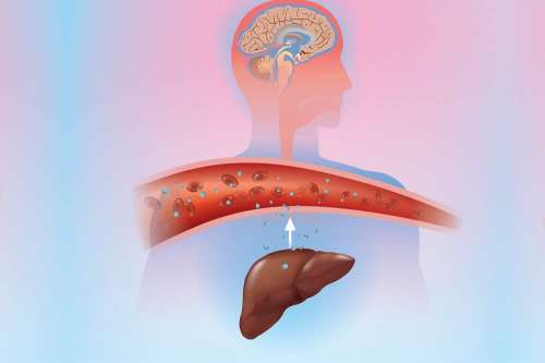 In questo articolo parliamo della Gluconeogenesi, spiegando come avviene e la sua importanza nel metabolismo energetico dell'organismo in condizioni di Carenza di Glucosio