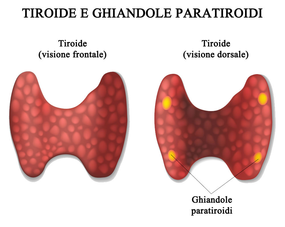 tiroide anatomia