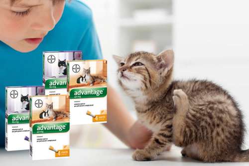 In questa recensione parliamo del prodotto Advantage Gatti (farmaco veterinario antiparassitario, contro le pulci di gatti e conigli), analizzandone ingredienti, efficacia, prezzo, modo d'uso ed effetti collaterali
