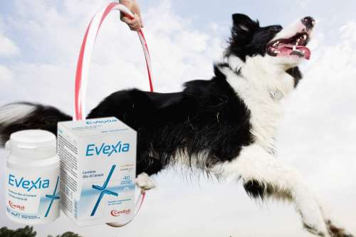 In questa recensione parliamo di Evexia (alimento complementare per cani e gatti, pensato per combattere l'infiammazione a livello articolare), analizzandone principi attivi, uso, controindicazioni, effetti collaterali