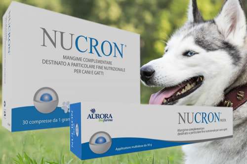 In questa recensione parliamo di Nucron (alimento complementare per cani, pensato per combattere la diarrea nel cane e favorire il recupero), analizzandone principi attivi, uso, controindicazioni, effetti collaterali